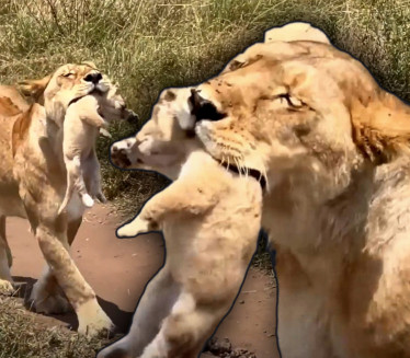 PRIZOR SVE ZAPREPASTIO: Turista snimio pravu retkost (VIDEO)