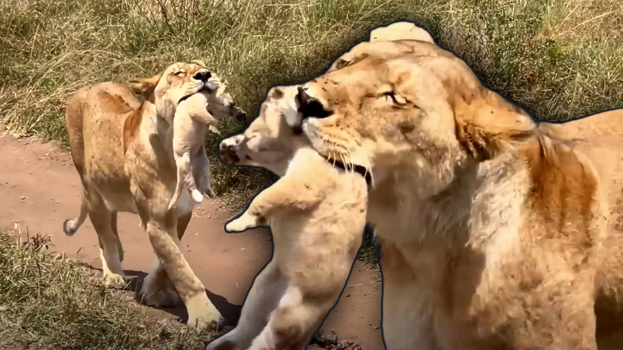 PRIZOR SVE ZAPREPASTIO: Turista snimio pravu retkost (VIDEO)