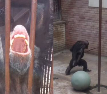 Snimili majmuna u BG ZOO vrtu, nisu verovali šta je uradio