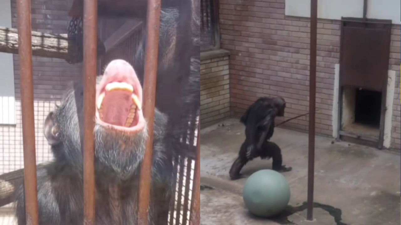 Snimili majmuna u BG ZOO vrtu, nisu verovali šta je uradio