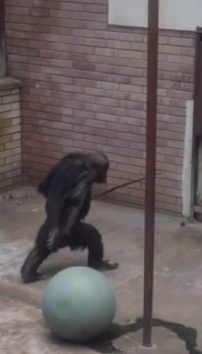 Snimili majmuna u BG ZOO vrtu, nisu verovali šta je uradio