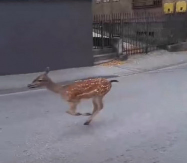 LANE PROJURILO KROZ CENTAR GRADA: "Kao iz filma Bambi" VIDEO