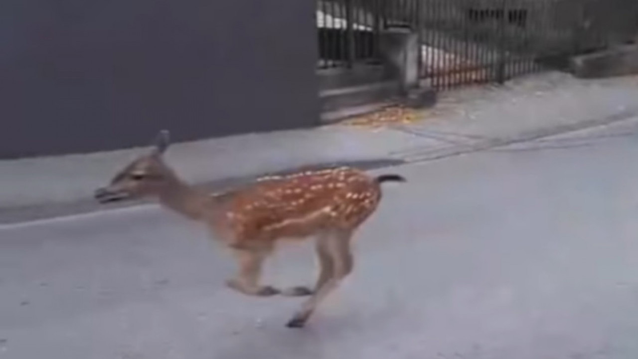 LANE PROJURILO KROZ CENTAR GRADA: "Kao iz filma Bambi" VIDEO