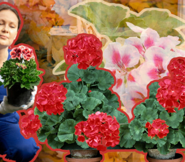 Kako pripremiti muškatle za jesen i kada ih uneti unutra?