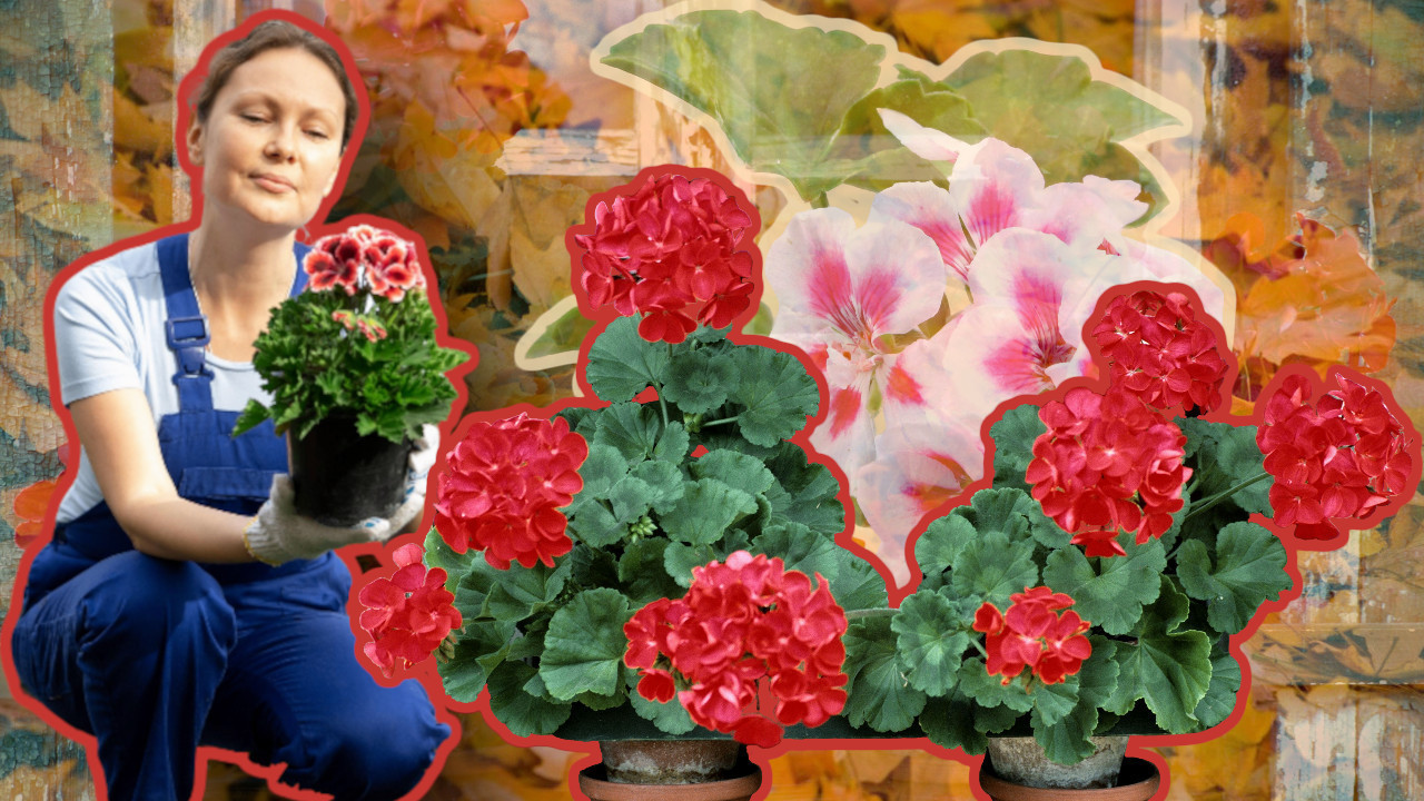 Како припремити мушкатле за јесен и када их унети унутра?