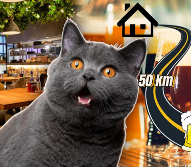 MAČAK BEŽAO OD KUĆE: Oba puta ga našli u 50km dalekoj kafani