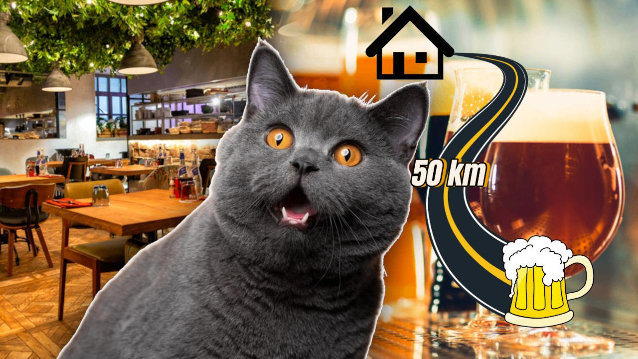 MAČAK BEŽAO OD KUĆE: Oba puta ga našli u 50km dalekoj kafani