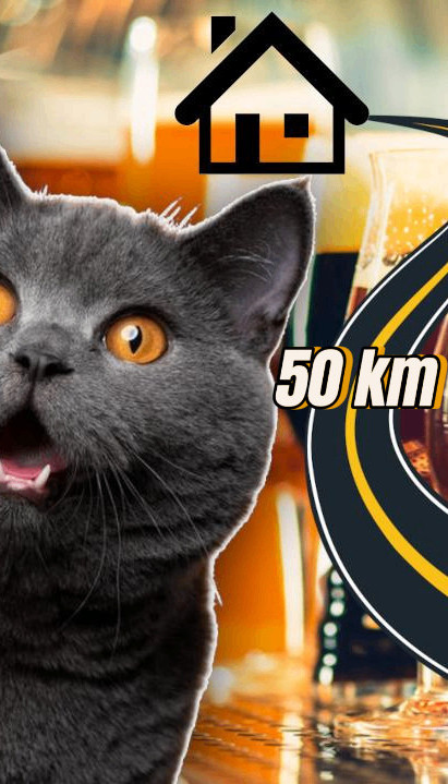 MAČAK BEŽAO OD KUĆE: Oba puta ga našli u 50km dalekoj kafani