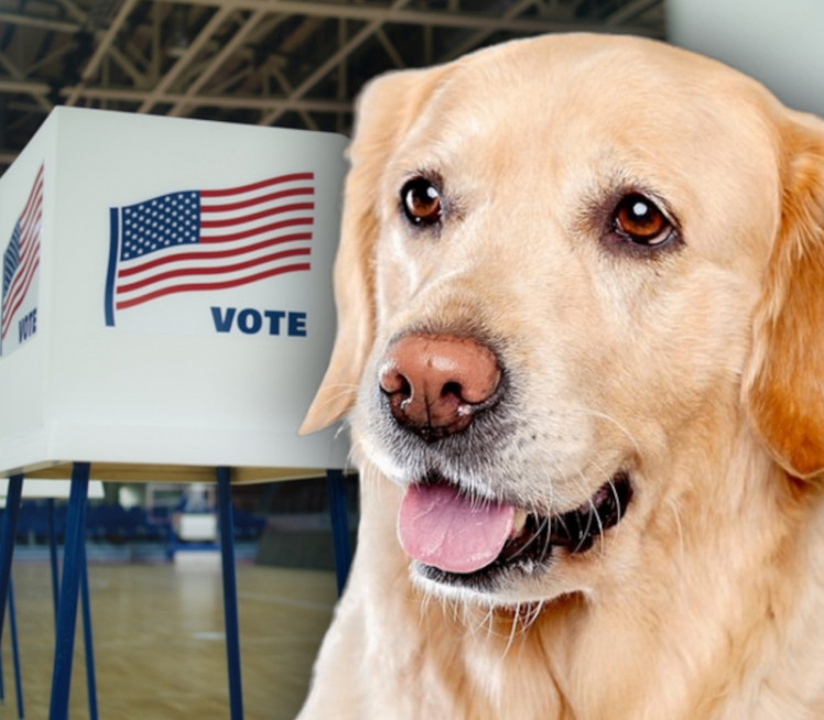 PRIJAVILA PSA ZA GLASANJE NA IZBORIMA: NJegov glas prebrojan