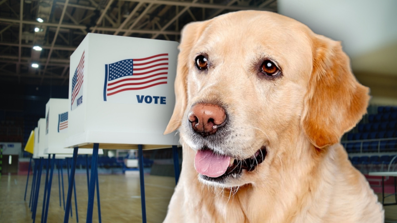 PRIJAVILA PSA ZA GLASANJE NA IZBORIMA: NJegov glas prebrojan