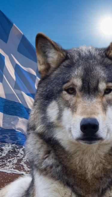 ВУК НАПАО СРПСКО ДЕТЕ У ГРЧКОЈ? Мајка спасила ћерку од звери