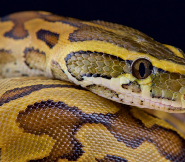 NEVERICA: Čemu može da posluži KRV pitona