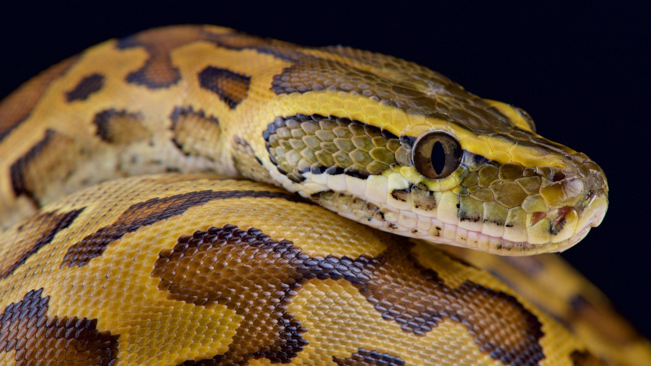 NEVERICA: Čemu može da posluži KRV pitona