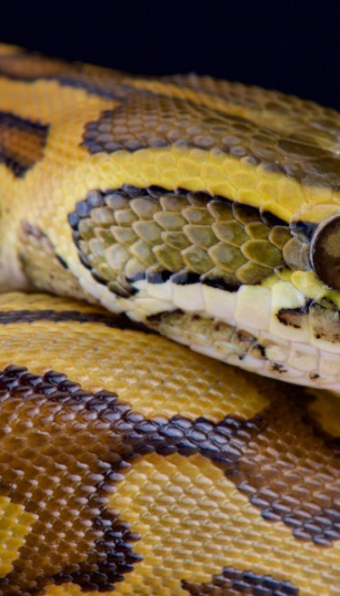 NEVERICA: Čemu može da posluži KRV pitona