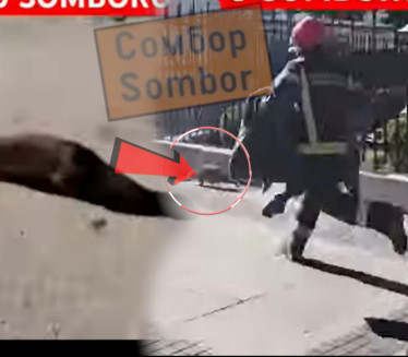 I VATROGASCI REAGOVALI: Neobična životinja u centru Sombora