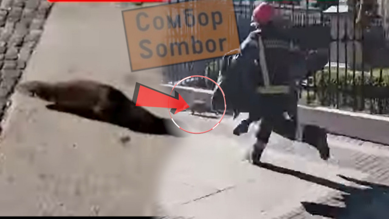 I VATROGASCI REAGOVALI: Neobična životinja u centru Sombora