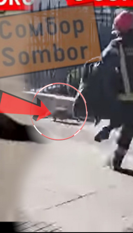 I VATROGASCI REAGOVALI: Neobična životinja u centru Sombora