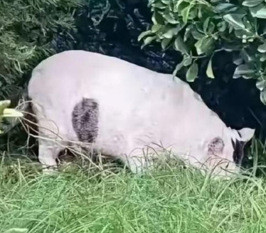 SVAĐA NA INTERNETU: Vidite svinju na ovoj fotki? Netačno!