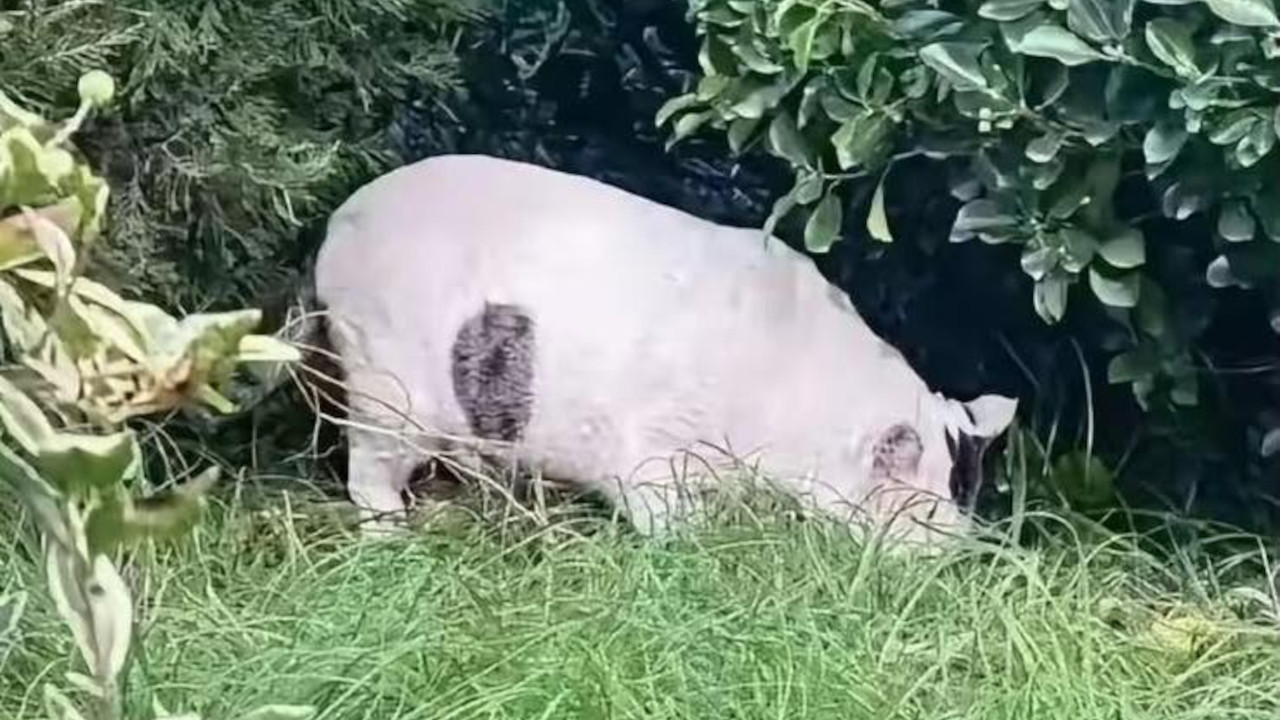 SVAĐA NA INTERNETU: Vidite svinju na ovoj fotki? Netačno!