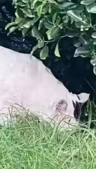 SVAĐA NA INTERNETU: Vidite svinju na ovoj fotki? Netačno!