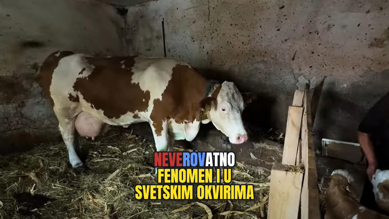 НЕВЕРИЦА: Колико је крава отелила телади, не памти се у СРБ