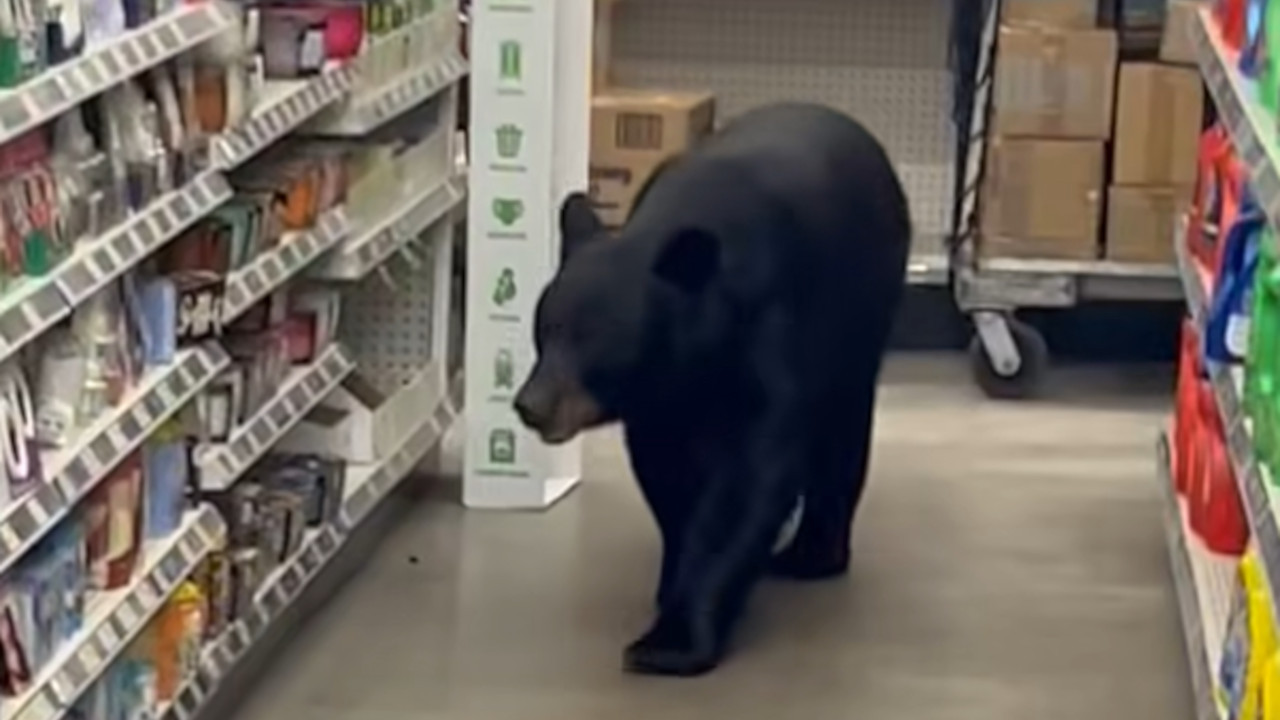 Медвед упао у радњу, ујео баку(90), а онда га убили (ВИДЕО)