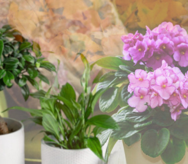 OSTAĆE ZDRAVE DO PROLEĆA: Kako da sobne biljke prežive jesen?