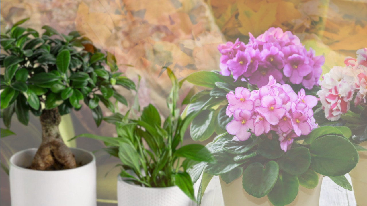 OSTAĆE ZDRAVE DO PROLEĆA: Kako da sobne biljke prežive jesen?