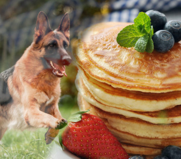 PALAČNKE ZA PSE: Pas će ih obožavati