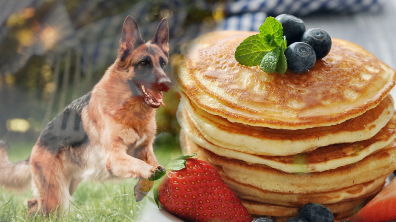 PALAČNKE ZA PSE: Pas će ih obožavati