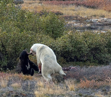 KO JE JAČI? Video borbu belog i mrkog medveda (FOTO)