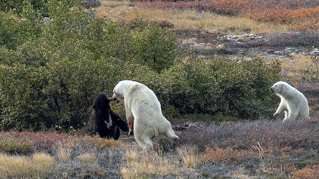 KO JE JAČI? Video borbu belog i mrkog medveda (FOTO)