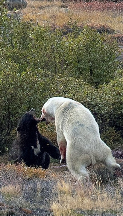 KO JE JAČI? Video borbu belog i mrkog medveda (FOTO)