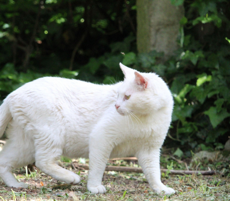 BELA MAČKA VAM JE PREŠLA PUT? Šta to znači?