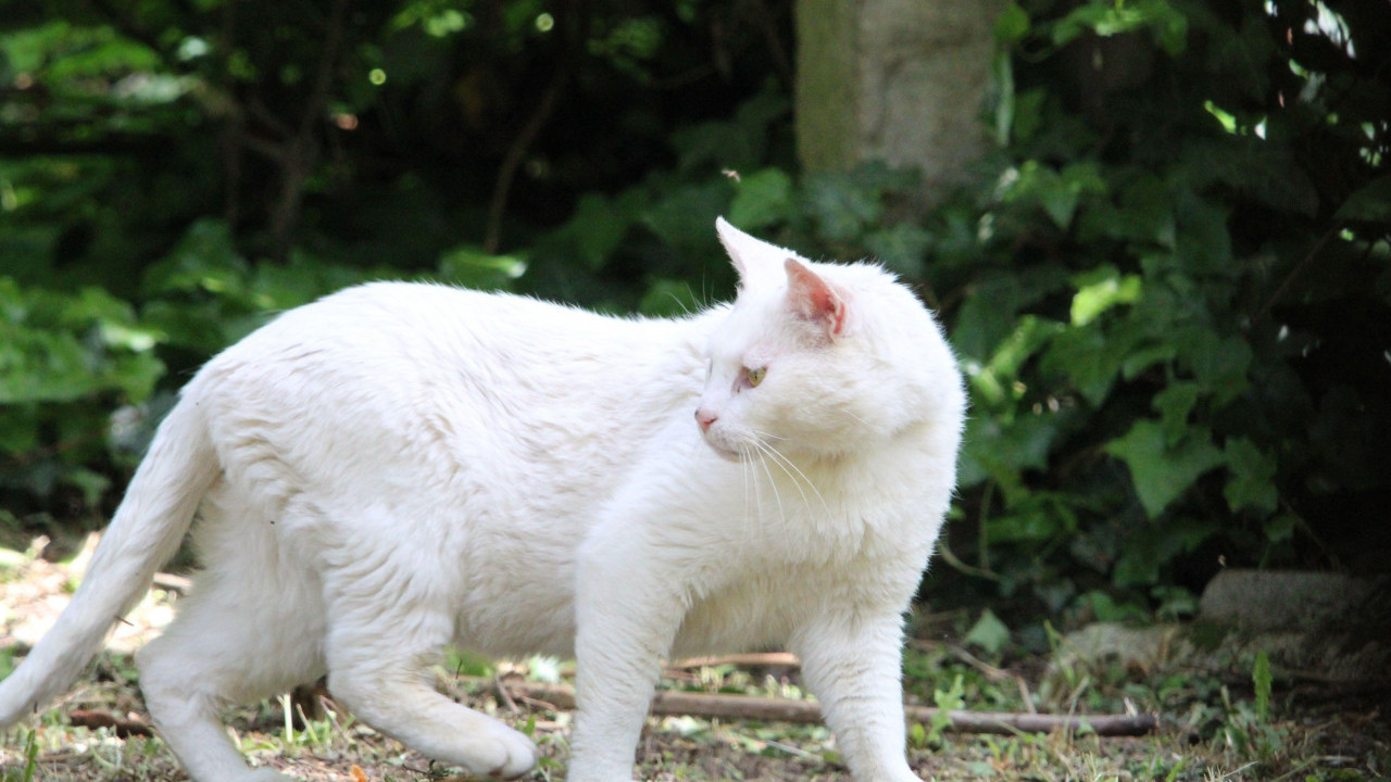 BELA MAČKA VAM JE PREŠLA PUT? Šta to znači?