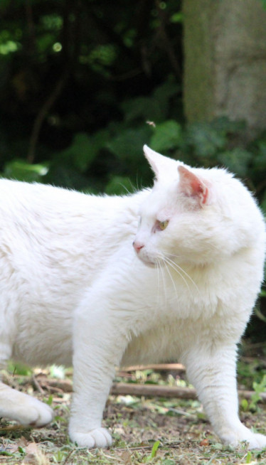 BELA MAČKA VAM JE PREŠLA PUT? Šta to znači?