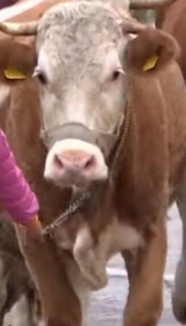 NAJMLAĐA PASTIRICA: Rasplakala Srbiju, a ima jednu želju