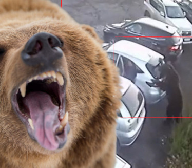 JEZIVE SCENE IZ RUSIJE: Napad medveda, za dlaku izbegao smrt