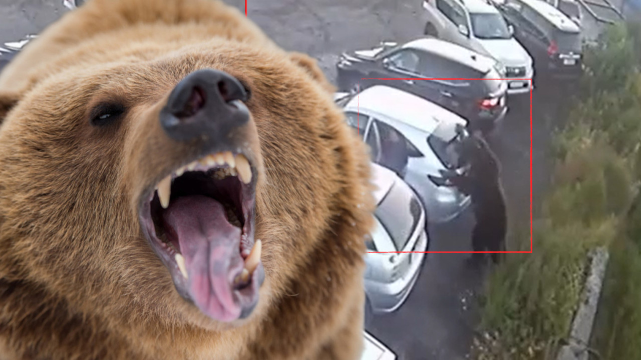 JEZIVE SCENE IZ RUSIJE: Napad medveda, za dlaku izbegao smrt