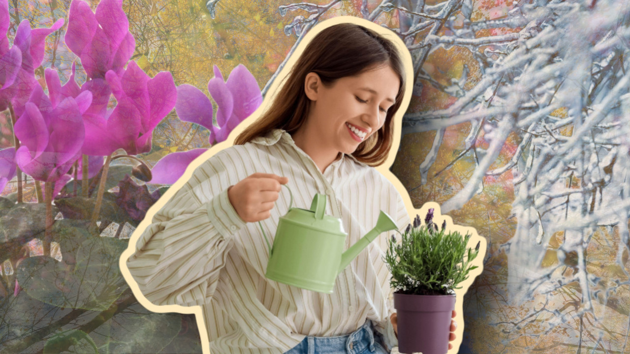 МНОГИ ГРЕШЕ: Ове биљке не треба заливати преко зиме