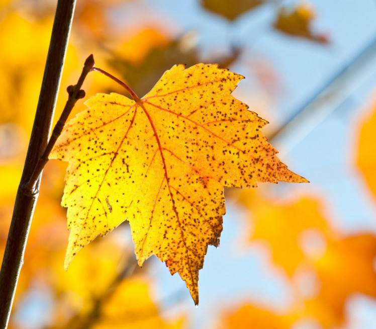 ЈОШ ДАНАС КИША: Ево какво време нас чека ове недеље