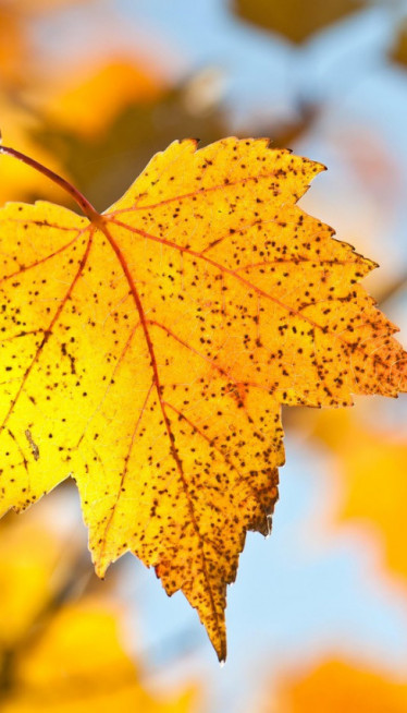 За викенд ТОПЛИЈЕ - ево кад стиже захлађење са КИШОМ