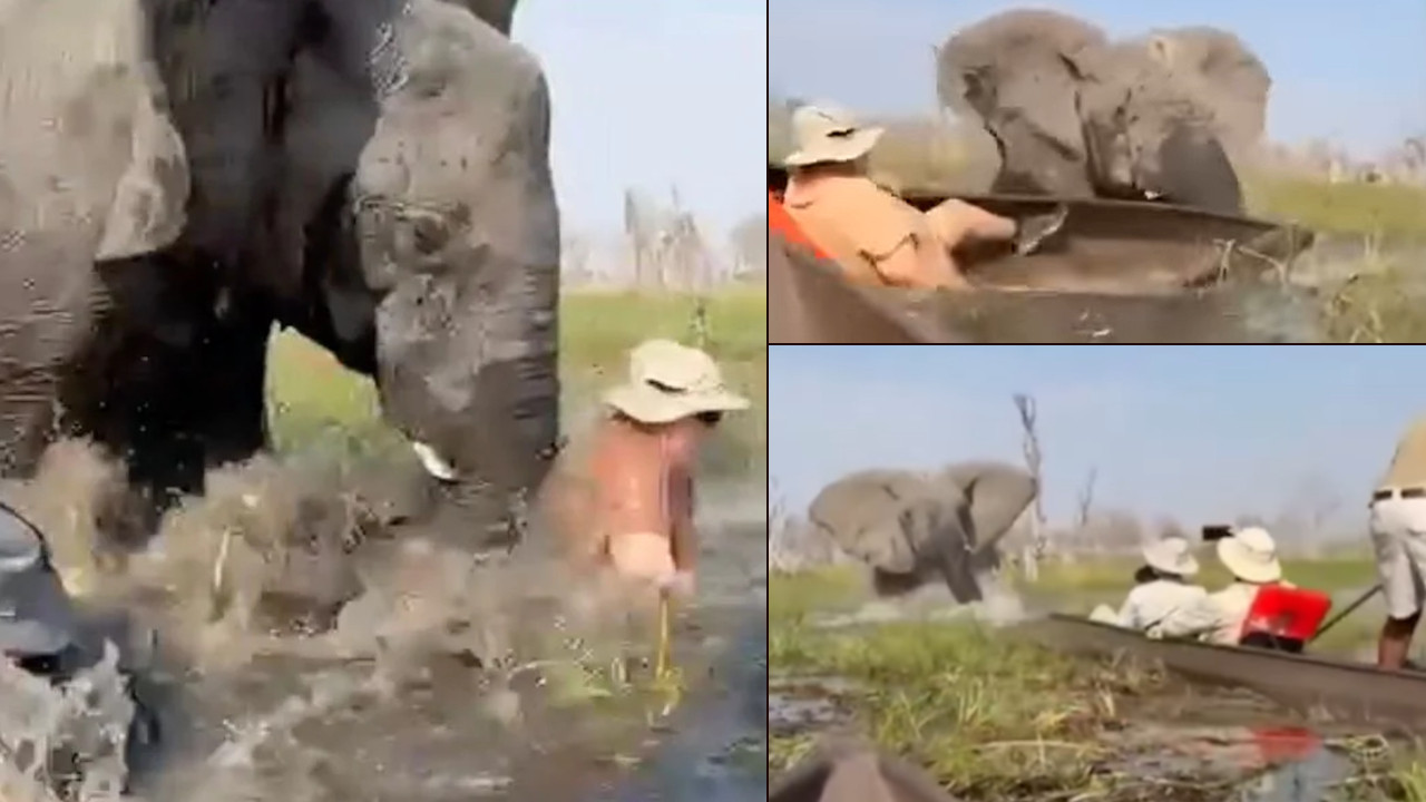 UGROZILI MLADUNCE: Slonica prevrnula kanu, u vodi krokodili