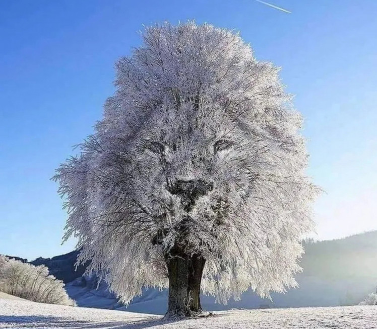 ШТА ПРВО ВИДИТЕ? Тест личности залудео мреже