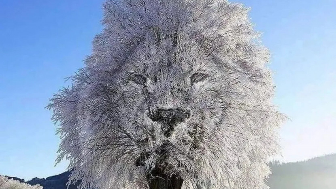 ШТА ПРВО ВИДИТЕ? Тест личности залудео мреже