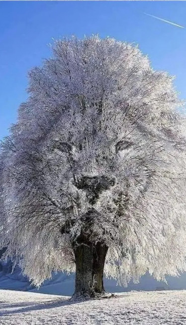 ШТА ПРВО ВИДИТЕ? Тест личности залудео мреже