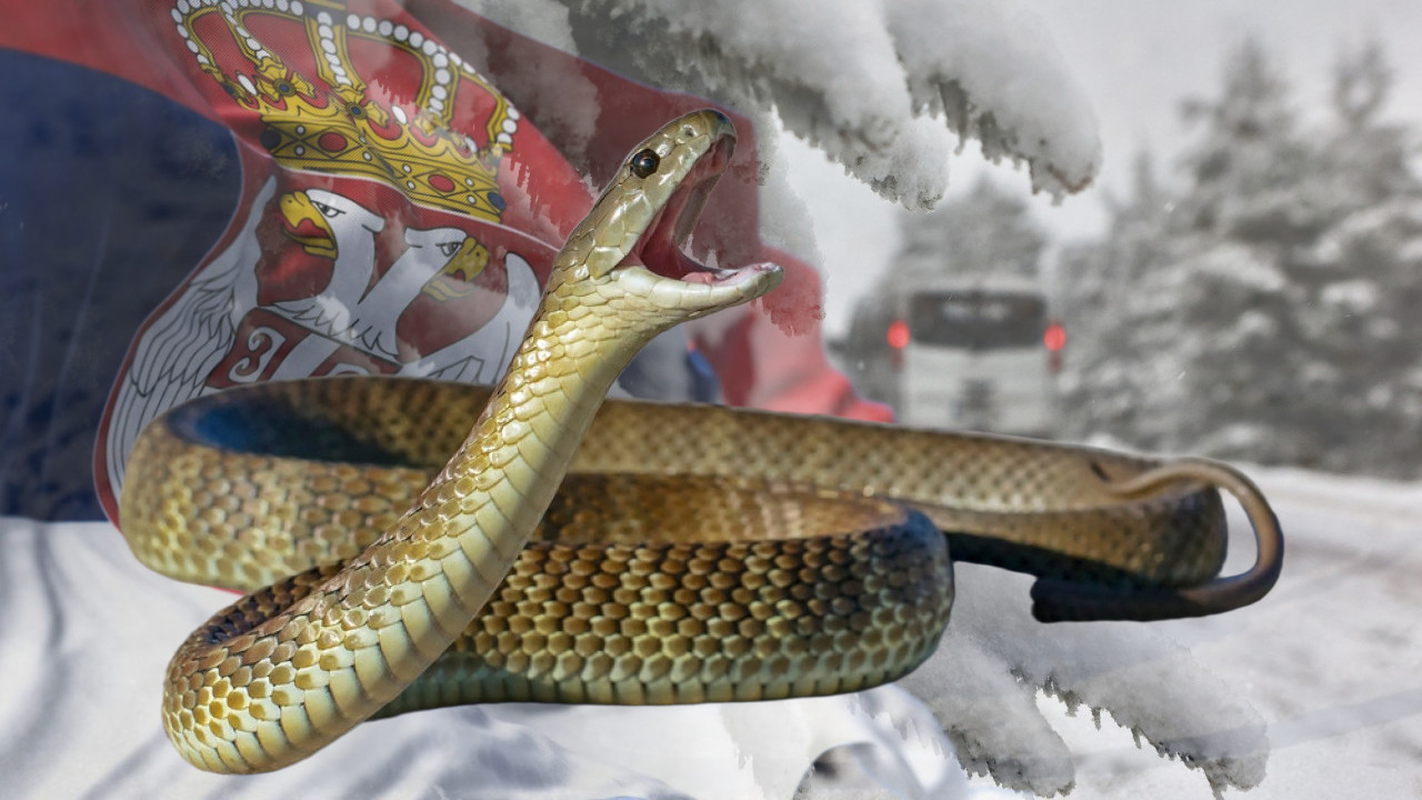 ZMIJA U SNEGU KOD KURŠUMLIJE: Verovanje kaže - to je znak!