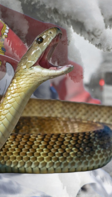 ZMIJA U SNEGU KOD KURŠUMLIJE: Verovanje kaže - to je znak!