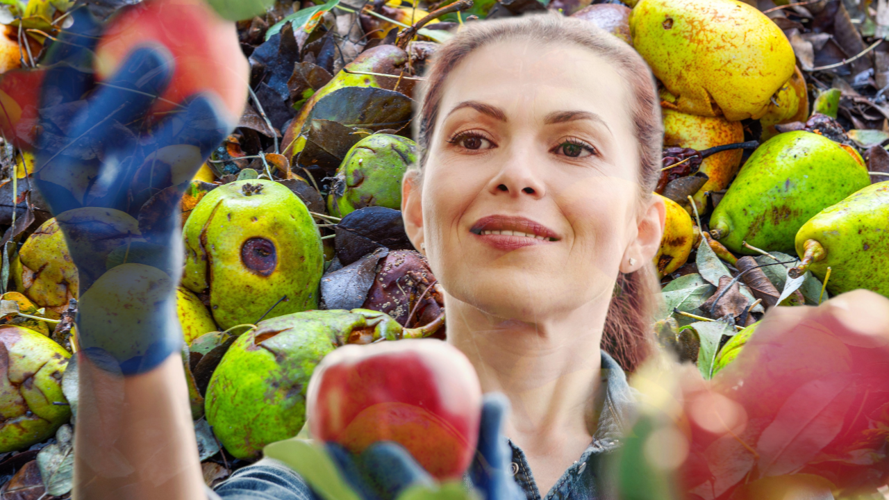 MOŽE BITI VEOMA KORISNO: Šta da radite sa opalim voćem?