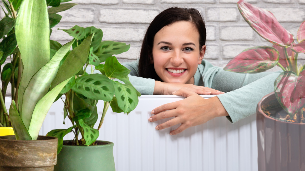 SPREČAVAJU VLAGU I BUĐ Ove biljke su spas tokom grejne sezone